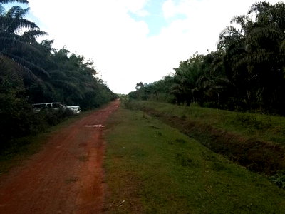 ขายที่ดิน : J14106 ขายที่ดิน ท่ายาง อำเภอ ทุ่งใหญ่ นครศรีธรรมราช