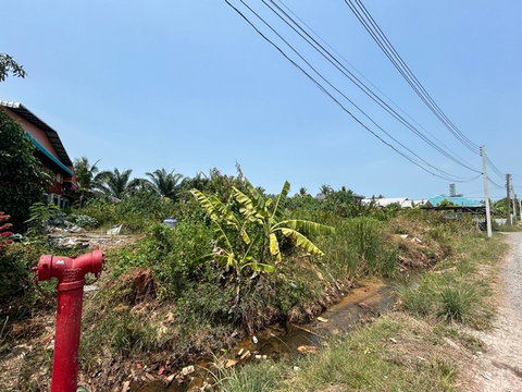 J11493 ขายที่ดินเปล่า ตำบลบางกุ้ง อำเภอเมืองสุราษฎร์ธานี สุราษฎร์ธานี