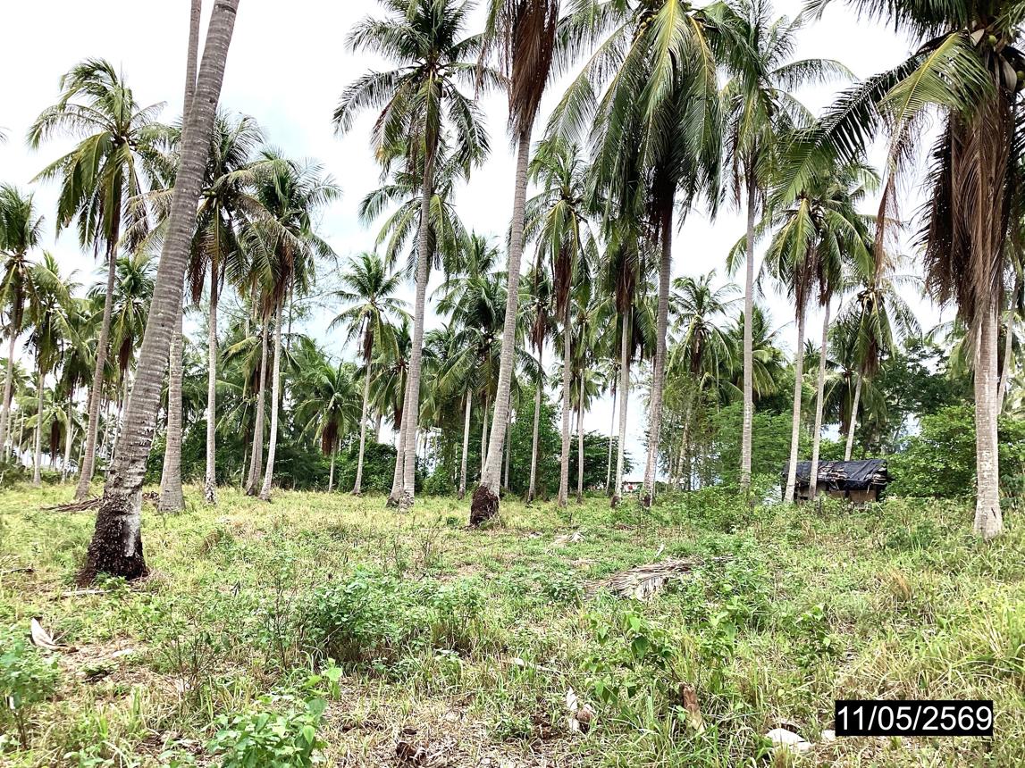 รูป ที่ดินว่างเปล่า 1920 ตร.วา หลังสวน ชุมพร 2.9M - รูปที่ 14/24