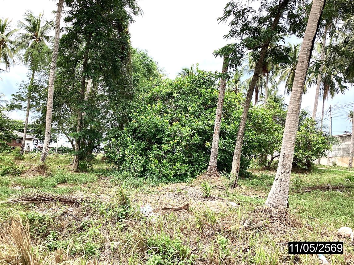 รูป ที่ดินว่างเปล่า 1920 ตร.วา หลังสวน ชุมพร 2.9M - รูปที่ 15/24