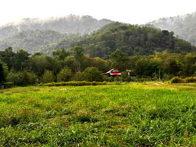 ที่ดิน ปากช่อง โคราช : ที่ดินโฉนด 2 ไร่ หมูสี เขาใหญ่ 