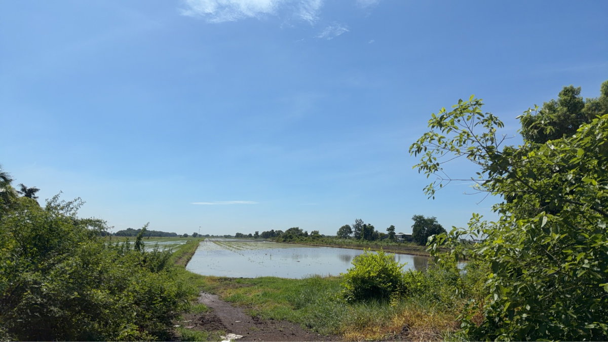 รูป ขายด่วนที่ดิน 29 ไร่  คลองห้า ฝั่งตะวันออก  คลองหลวง ปทุมธานี - รูปที่ 4/10