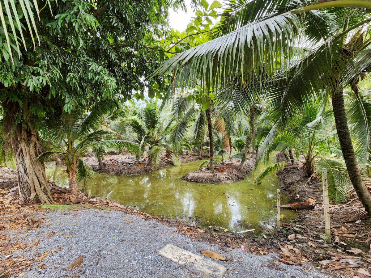 รูป ขายด่วน! ที่ดินพร้อมสวนมะพร้าวบ้านแพ้วกว่า 8 ไร่! ราคาดี ในหนองนกไข่ กระทุ่มแบน สมุทรสาคร ผังเมืองเขียวลาย หน้ากว้าง 80 เมตร ลึก 160 เมตร | #TPI-2309 - รูปที่ 6/20