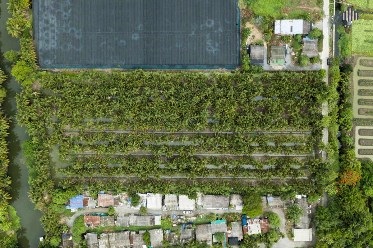 รูป ขายด่วน! ที่ดินพร้อมสวนมะพร้าวบ้านแพ้วกว่า 8 ไร่! ราคาดี ในหนองนกไข่ กระทุ่มแบน สมุทรสาคร ผังเมืองเขียวลาย หน้ากว้าง 80 เมตร ลึก 160 เมตร | #TPI-2309 - รูปที่ 4/20