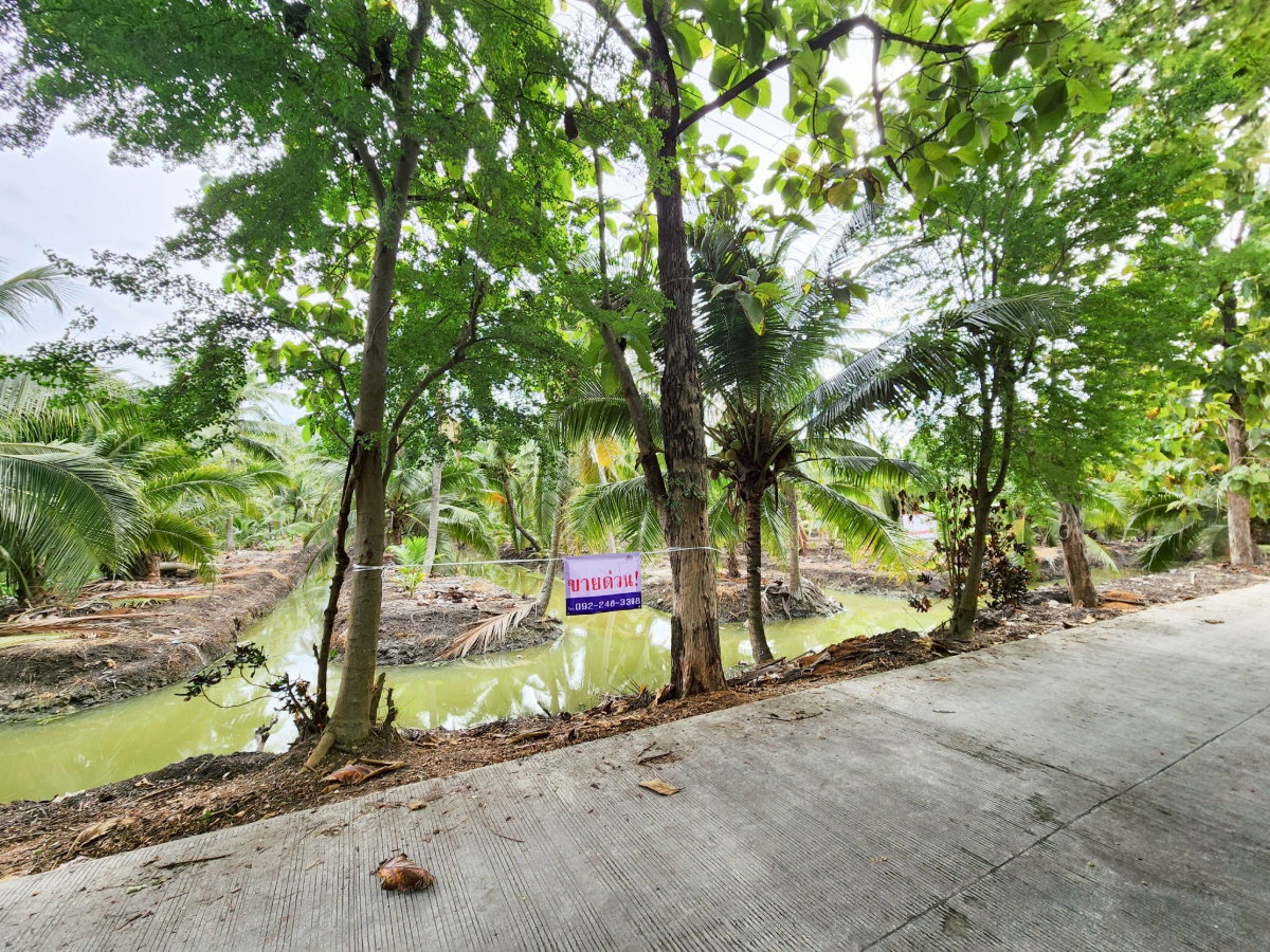 รูป ขายด่วน! ที่ดินพร้อมสวนมะพร้าวบ้านแพ้วกว่า 8 ไร่! ราคาดี ในหนองนกไข่ กระทุ่มแบน สมุทรสาคร ผังเมืองเขียวลาย หน้ากว้าง 80 เมตร ลึก 160 เมตร | #TPI-2309 - รูปที่ 8/20