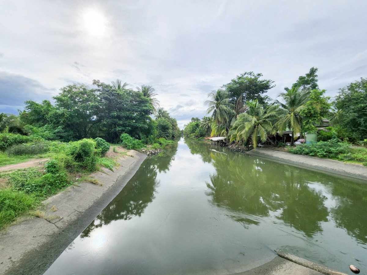รูป ขายด่วน! ที่ดินพร้อมสวนมะพร้าวบ้านแพ้วกว่า 8 ไร่! ราคาดี ในหนองนกไข่ กระทุ่มแบน สมุทรสาคร ผังเมืองเขียวลาย หน้ากว้าง 80 เมตร ลึก 160 เมตร | #TPI-2309 - รูปที่ 12/20