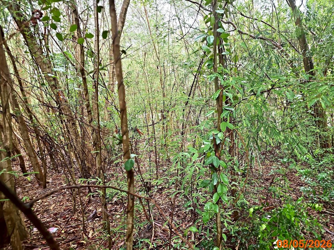 picture LAND 456 Sq.w. Sung Noen Nakhon Ratchasima for 4.1M - 10/14