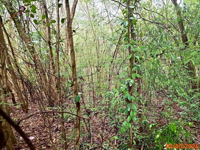 picture LAND 456 Sq.w. Sung Noen Nakhon Ratchasima for 4.1M - 5/14
