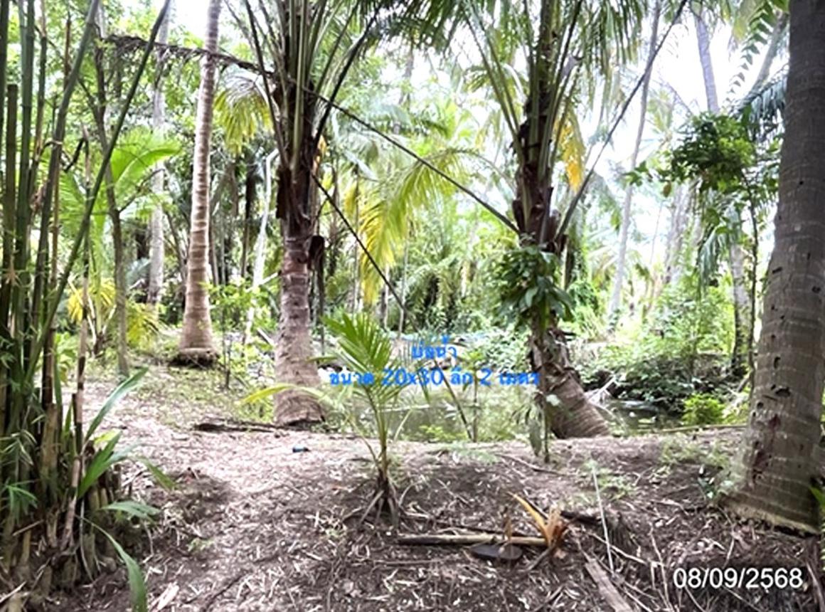 รูป บ้านเดี่ยว 320 ตร.วา ดอนสัก สุราษฎร์ธานี 1.5M - รูปที่ 12/16