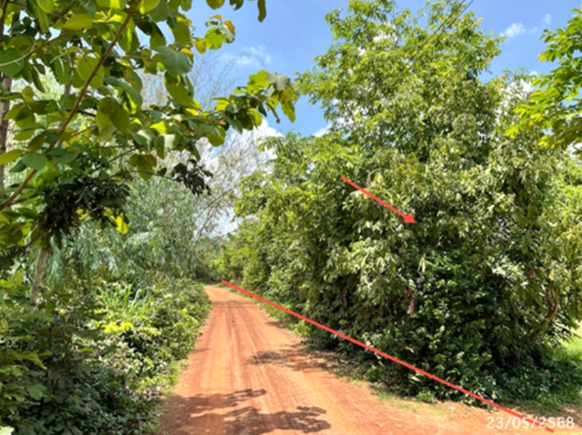 picture LAND 1002 Sq.w. Sawang Weerawong Ubon Ratchathani for 2M - 8/14