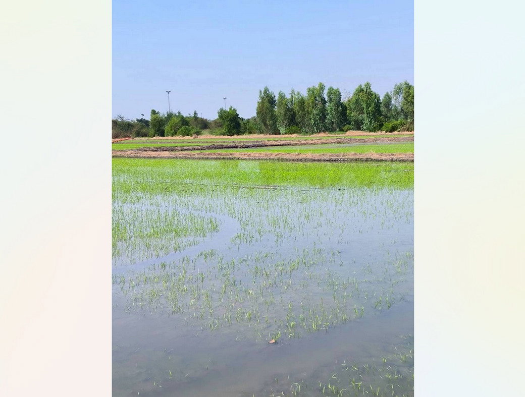 picture Call : 063-595-3995 Land for sale Khlong Sam, Khlong Luang, Pathum Thani Near Wat Phra Dhammakaya - 8/12