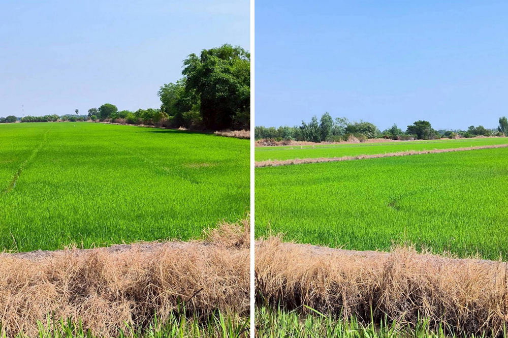 picture Call : 063-595-3995 Land for sale Khlong Sam, Khlong Luang, Pathum Thani Near Wat Phra Dhammakaya - 10/12