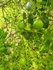 listing thumbnail image 48