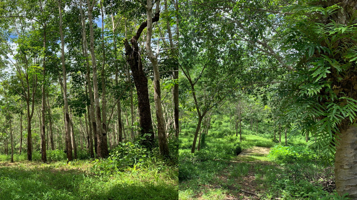 picture Large Land Plot for Sale with Palm & Rubber Plantations – Surrounded by a Natural Creek in Kapoe, Ranong - 8/10