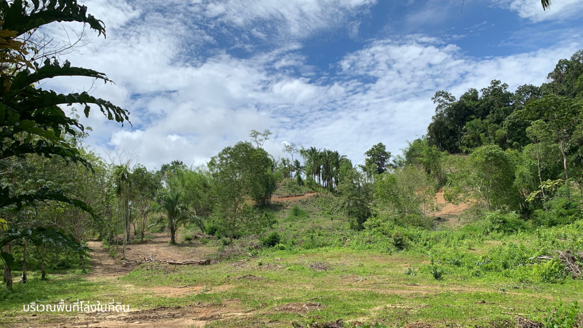 picture Large Land Plot for Sale with Palm & Rubber Plantations – Surrounded by a Natural Creek in Kapoe, Ranong - 9/10