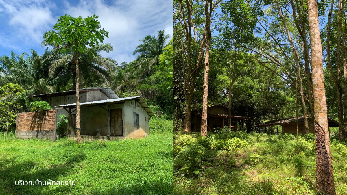 picture Large Land Plot for Sale with Palm & Rubber Plantations – Surrounded by a Natural Creek in Kapoe, Ranong - 5/10