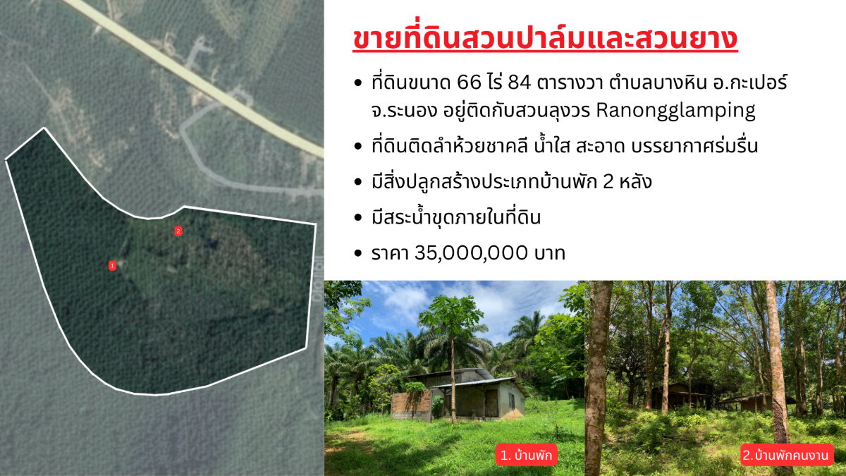 picture Large Land Plot for Sale with Palm & Rubber Plantations – Surrounded by a Natural Creek in Kapoe, Ranong - 1/10