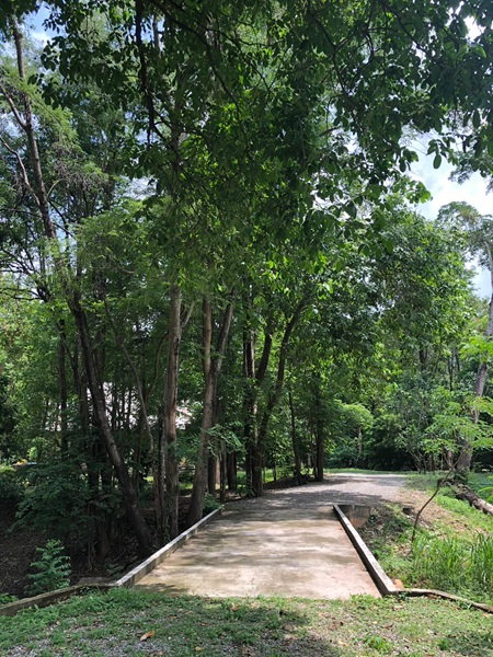 รูป 🌳 Rare Property! ขายอาณาจักรสวนป่าธรรมชาติ พร้อมลำธารกลางแปลง ต้นไม้ใหญ่ทั้งสวน วิวภูเขาด้านหลัง ติดถนนหลวง บนพื้นที่กว่า 16 ไร่ จ.กาญจนบุรี 🌿 - รูปที่ 9/11