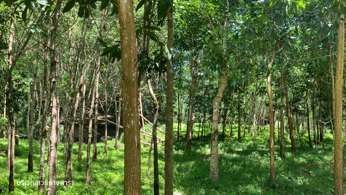 picture Large Land Plot for Sale with Palm & Rubber Plantations – Surrounded by a Natural Creek in Kapoe, Ranong - 3/10