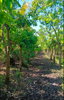 listing thumbnail image 12