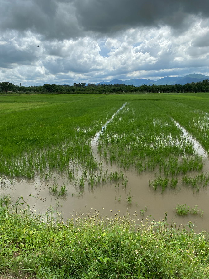 รูป ขายที่ดินชะอำ 10-2-65 ไร่ ราคาไร่ละ 2,500,000 ล้านบาท ใกล้ถนนเพชรเกษม 100ม. ห่างจากทะเลชะอำ 10 กม ที่ดินอยู่หลังโรงแรมขันทิมาบูติก - รูปที่ 7/8