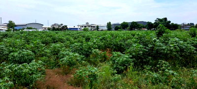 Land for sale Si Racha Chonburi : Beautiful plot of land for sale in Nong Wa community, Bueng Subdistrict, Sriracha, Chonburi.