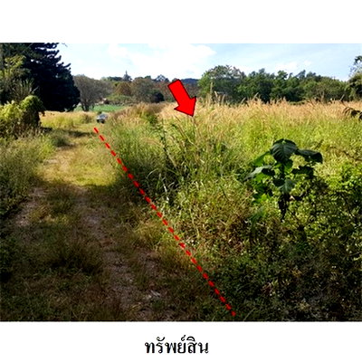 Land for sale Khao Kho Phetchabun : FOR SALE  LAND PROPERTY  1509000 BAHT.
