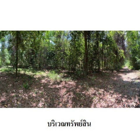 picture FOR SALE  LAND PROPERTY  187909000 BAHT. - 5/8