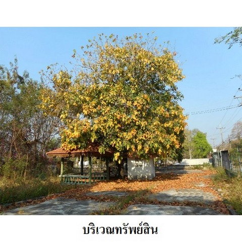 รูป Z8Z3221 ขายโกดัง ตำบล พระบาท อำเภอ เมืองลำปาง จังหวัด ลำปาง - รูปที่ 5/8