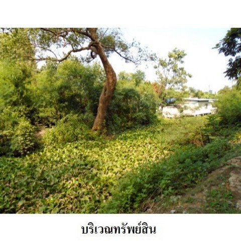 picture FOR SALE  LAND PROPERTY  12899000 BAHT. - 6/8