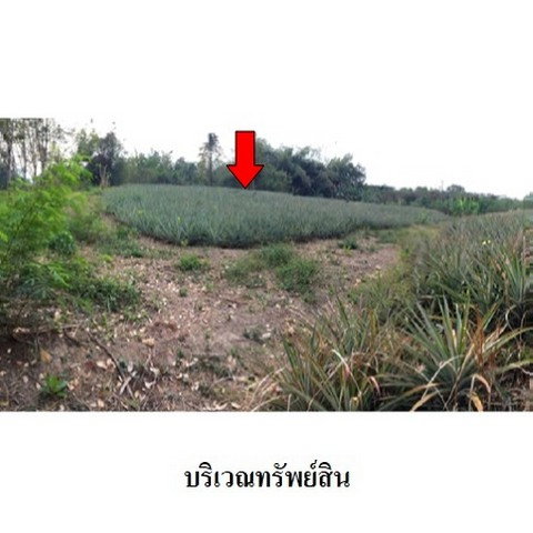 picture FOR SALE  LAND PROPERTY  1530000 BAHT. - 4/8
