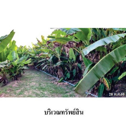 รูป ZHL0890 ขายที่ดินเปล่า ตำบล ท่าโพธิ์ อำเภอ เมืองพิษณุโลก จังหวัด พิษณุโลก - รูปที่ 6/8