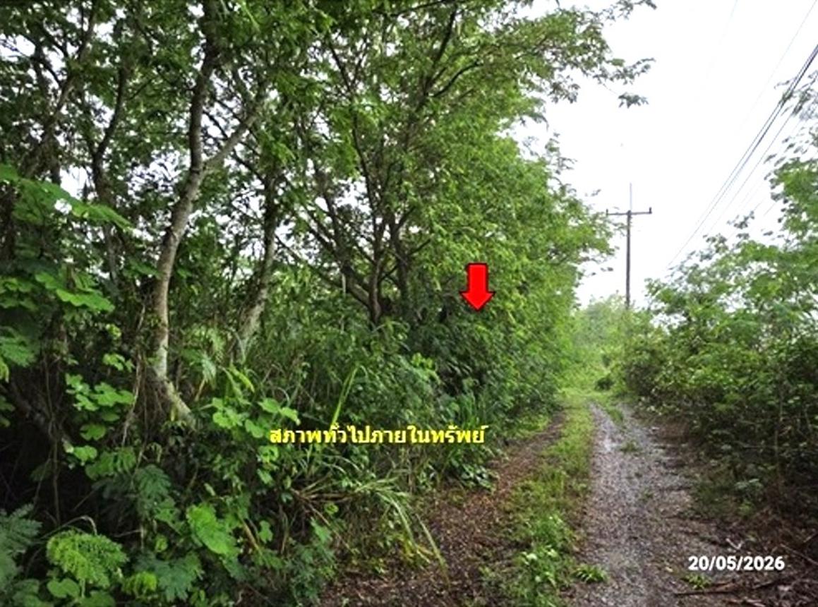 picture LAND 1672 Sq.w. Tha Li Loei for 4.2M - 14/24