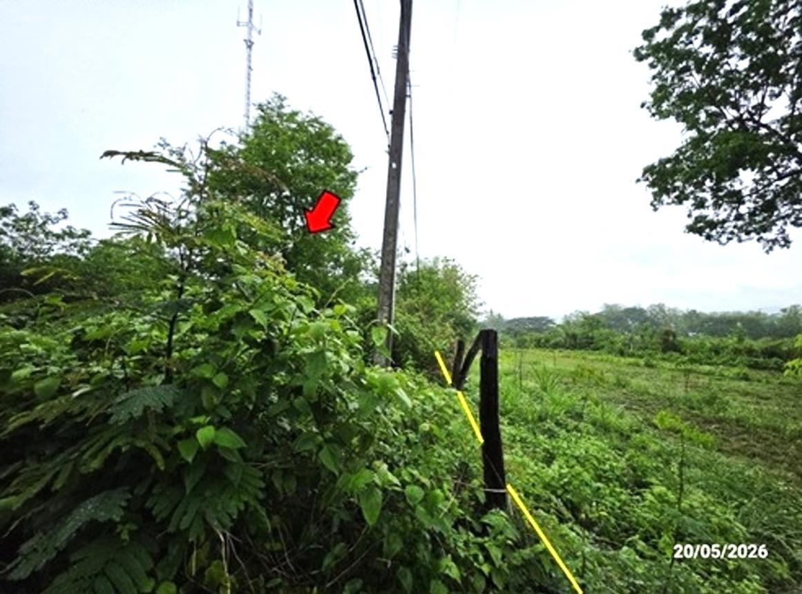 picture LAND 1672 Sq.w. Tha Li Loei for 4.2M - 13/24