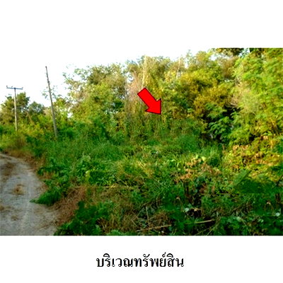 ที่ดิน พระนครศรีอยุธยา : Z1T0218 ขายที่ดินเปล่า โครงการ บางไทรการ์เด้น ตำบล บางไทร อำเภอ บางไทร จังหวัด พระนครศรีอยุธยา