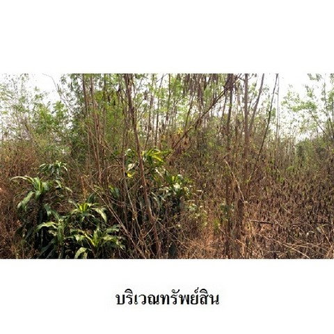 picture FOR SALE  LAND PROPERTY  2099000 BAHT. - 5/8