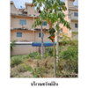 listing thumbnail image 5