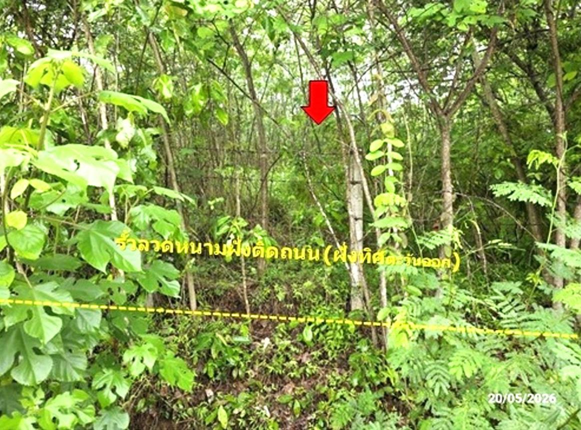 picture LAND 1672 Sq.w. Tha Li Loei for 4.2M - 20/24