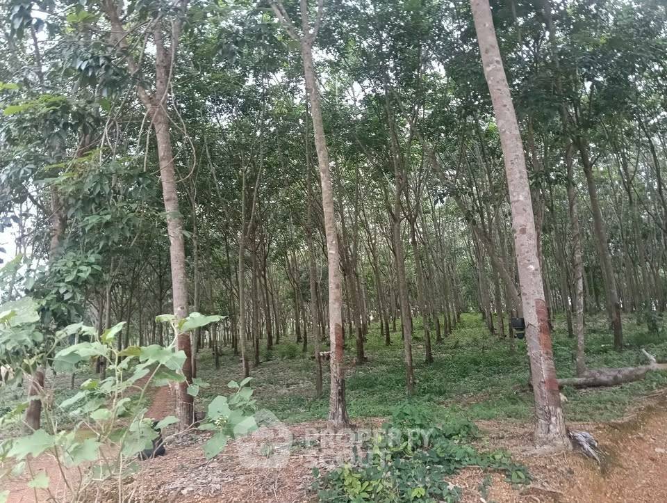 รูป ขายที่ดิน ขนาด 46.9 ตร.ม. บ่อทอง ชลบุรี (ID 3028033) - รูปที่ 5/7