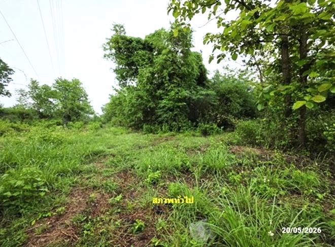 picture LAND 1672 Sq.w. Tha Li Loei for 4.2M - 8/24