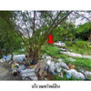 listing thumbnail image 5