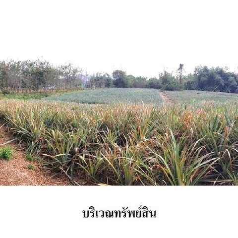 picture FOR SALE  LAND PROPERTY  1530000 BAHT. - 7/8