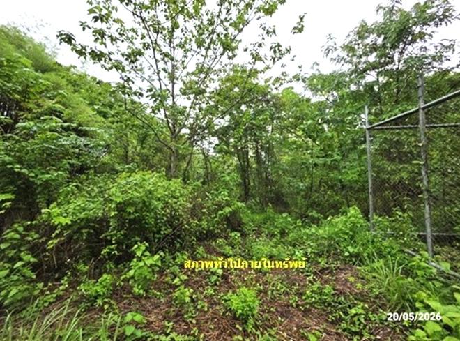 picture LAND 1672 Sq.w. Tha Li Loei for 4.2M - 7/24