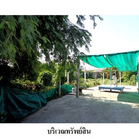 picture FOR SALE LAND PROPERTY 1098000 BAHT. - 7/8
