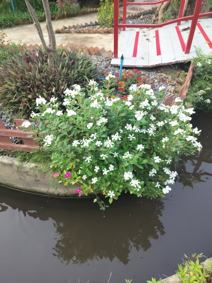 รูป ที่พัก Love in Kan Resort ให้เช่า 5 ห้อง - รูปที่ 25/155