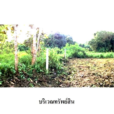 ที่ดิน ลำพูน : Z8Z4502 ขายที่ดินเปล่า ตำบล ป่าไผ่ อำเภอ ลี้ จังหวัด ลำพูน