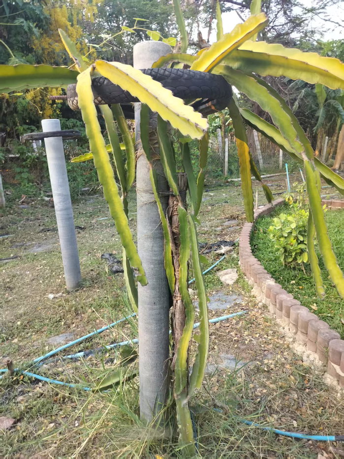 รูป ที่พัก Love in Kan Resort ให้เช่า 5 ห้อง - รูปที่ 50/155