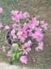 listing thumbnail image 39