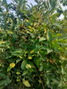 listing thumbnail image 67