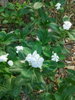 listing thumbnail image 43
